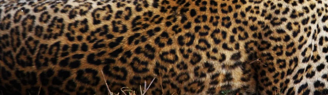 Zoo Gdańsk - dowiedz się, czy możesz wejść z psem i uniknąć rozczarowania Zoo Gdańsk - dowiedz się, czy możesz wejść z psem i uniknąć rozczarowania