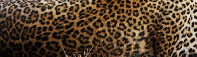 Zoo Gdańsk - dowiedz się, czy możesz wejść z psem i uniknąć rozczarowania Zoo Gdańsk - dowiedz się, czy możesz wejść z psem i uniknąć rozczarowania
